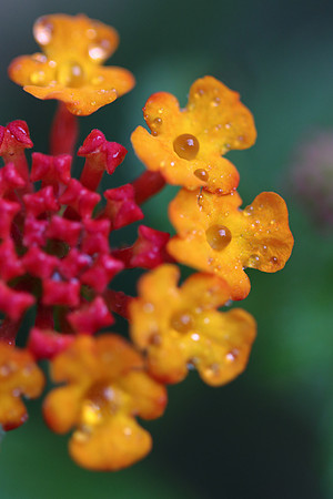 Lantana Droplets