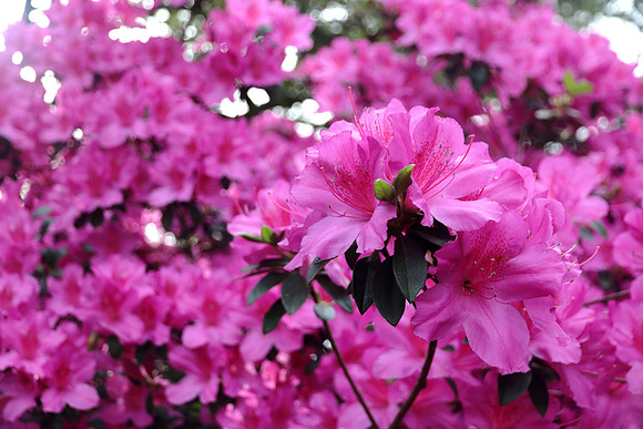 Azalea Explosion