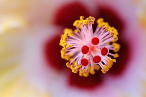 Heart of Hibiscus