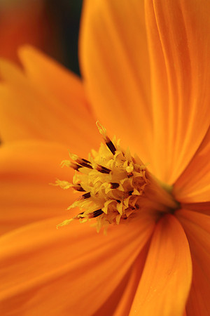 Cosmic Orange