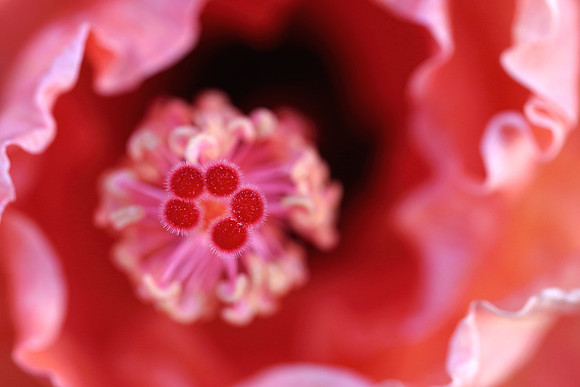 Red Hibiscus