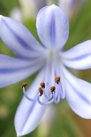 Lily of the Nile