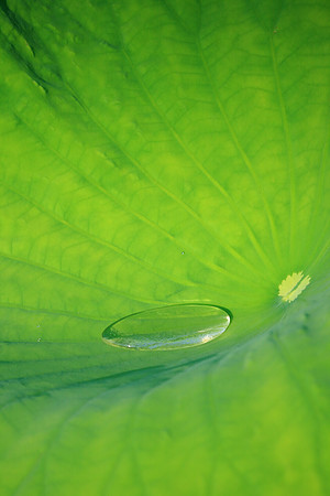 Dew Catcher