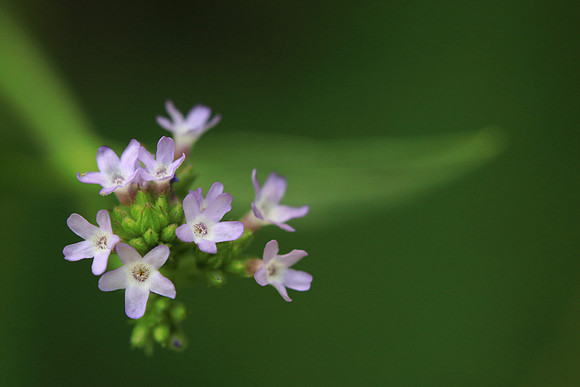 Delicate
