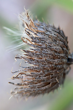 Pitcher's Thistle
