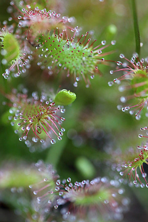 Surrounded by Sundew