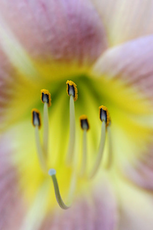 Day Lily