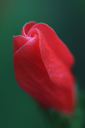 Turk's Cap Hibiscus