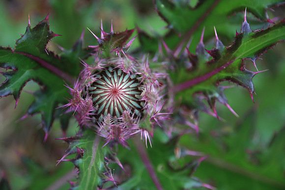 Bristle Thistle Bud