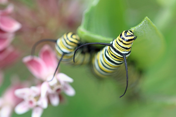 Caterpillar Feast