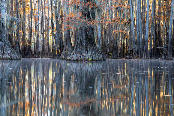 Backwater Morning