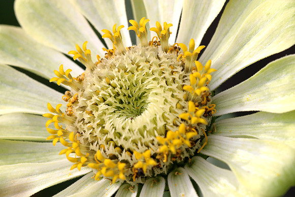 Zinnia Isabellina