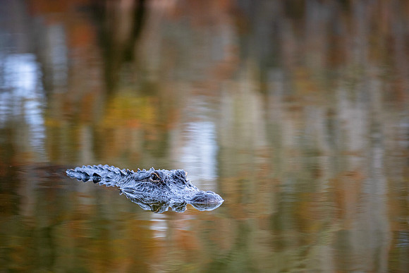 Autumn Alligator