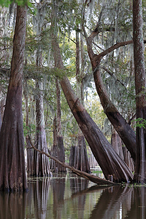 Bowed Cypress