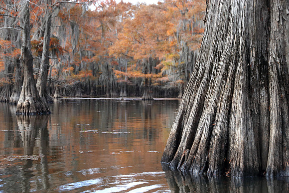 Caddo Autumn