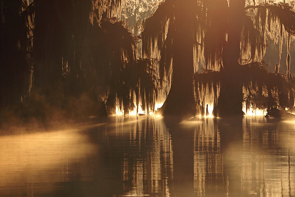 Swamp Fire