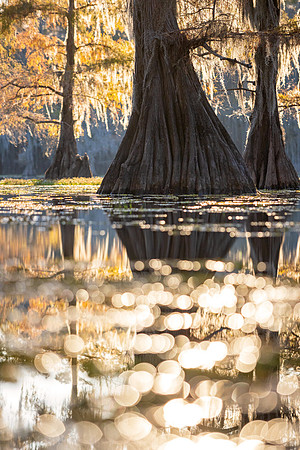 Jewel of the Swamp