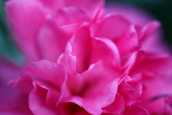 Camellia Burst
