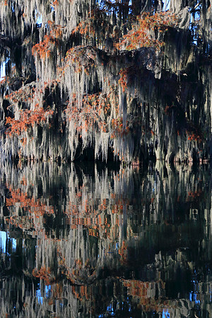 Swamp Monster