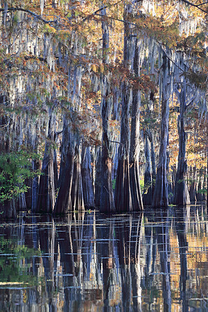 Reflecting on Fall