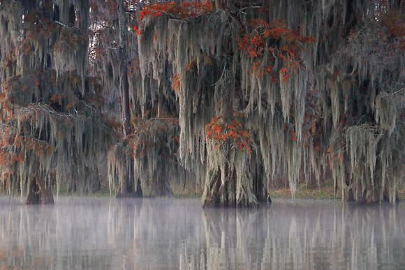 Draped in Moss
