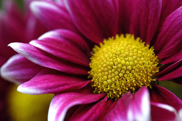 Aster