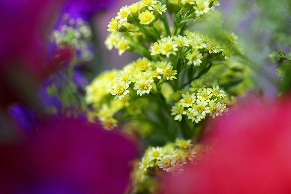 Seaside Goldenrod