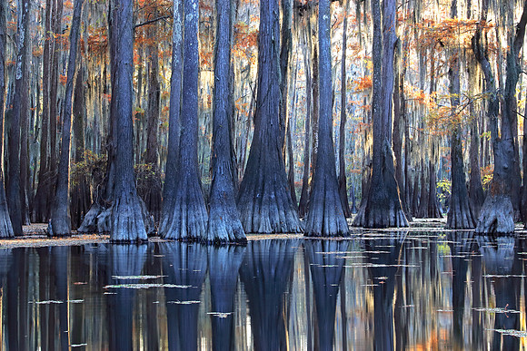 Cypress Blues