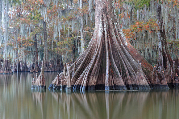 Broad Cypress
