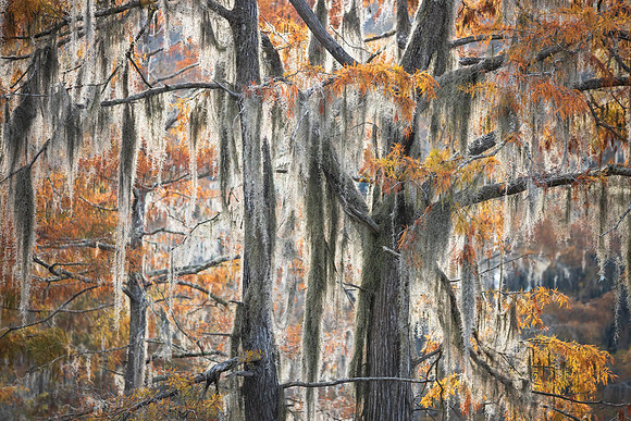 Signs of Fall