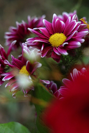 Bouquet