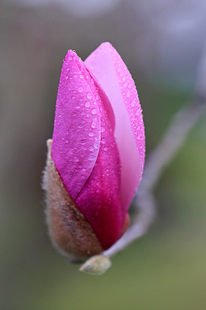 Opening