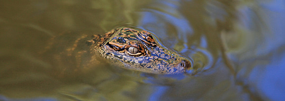 Eye of the Gator