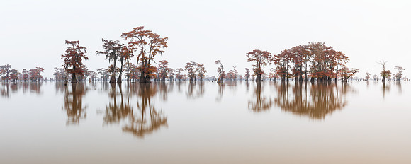 Atchafalaya Autumn