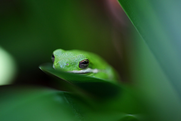 Green with Envy