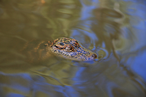 Eye of the Gator