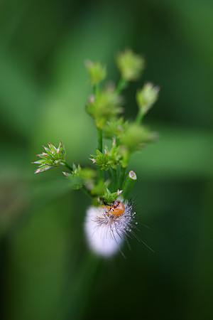 Yellow Woolly Bear