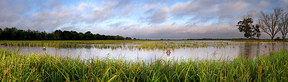 Crawfish Pond