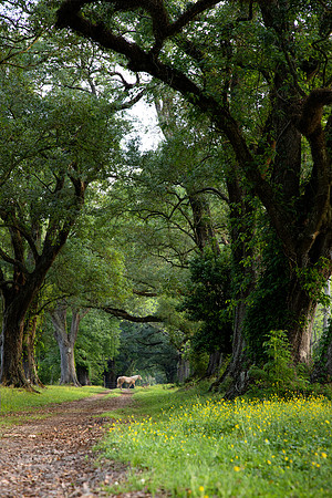 Between the Pastures