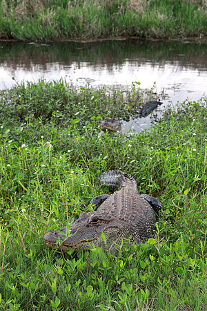 Marsh Monsters