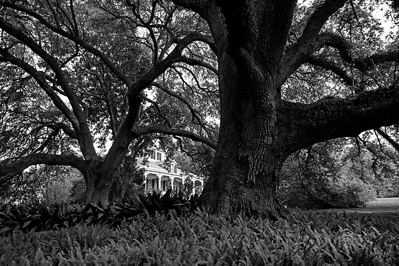 Jefferson Island Oaks