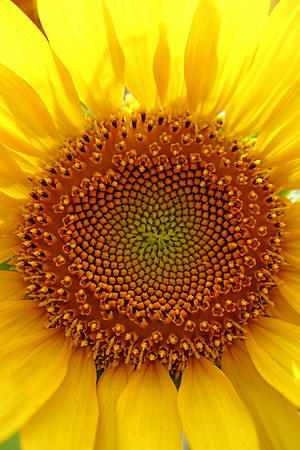 You Are My Sunshine