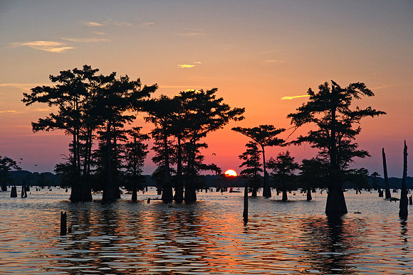 Swamp Sunset