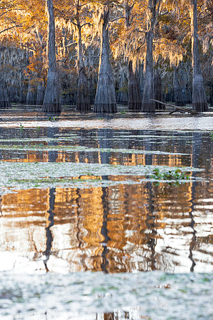 Golden Reflections