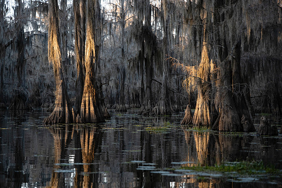 Golden Cypress