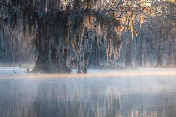 Creature of the Mist