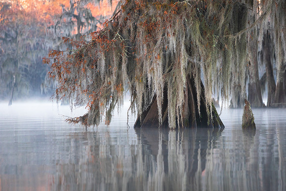 Covered Cypress