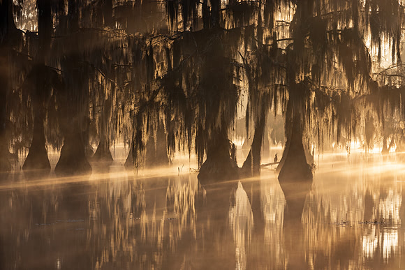 Anhinga Sunrise