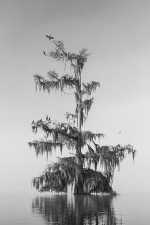 Resting Place