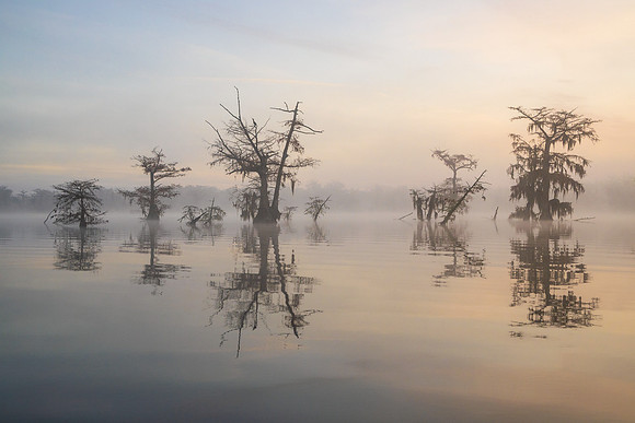 Eccentric Cypress